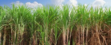 Cana de açúcar