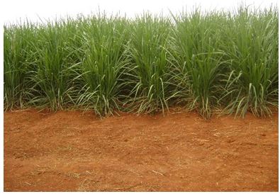 erosão cana de açúcar