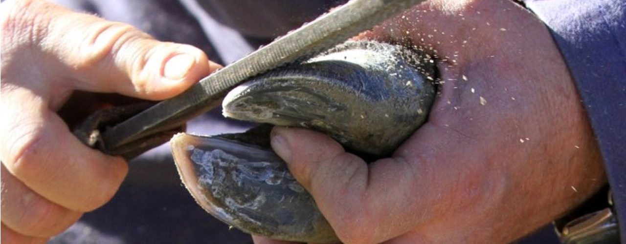 tratamento de lesoes de casco em bovinos