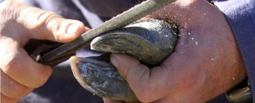 tratamento de lesoes de casco em bovinos