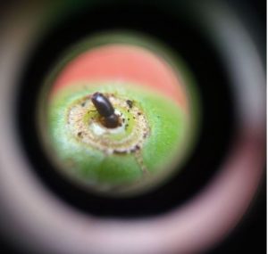 Broca-do-café em visão ampliada.