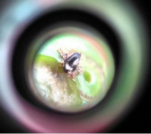 Broca-do-café morta pelo fungo B. bassiana na coroa do fruto.