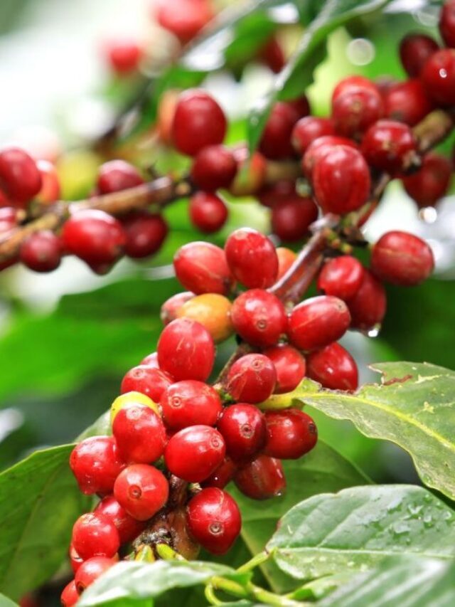 Produção de café: como ter safras mais lucrativas?