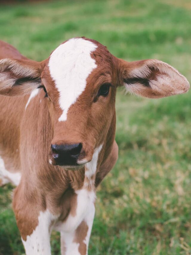 Soro caseiro para bezerros: tratamento para desidratação