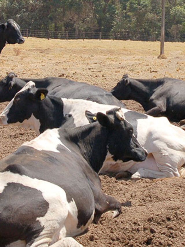 Estresse térmico em bovinos: como identificar e evitar?