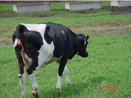 Vaca no estágio 1 do parto