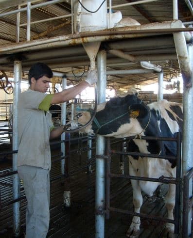 Vaca recebendo o drench