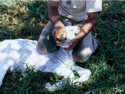 Retirada de muco da narina de bezerro