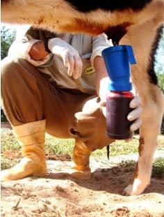 Umbigo de bezerro sendo tratado