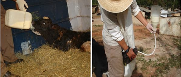 Bezerros sendo alimentados com colostro