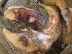 Lesão circunscrita no casco