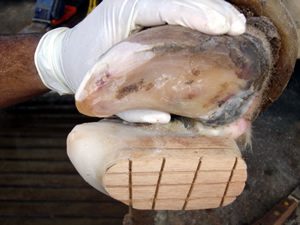 Doença da Linha Branca