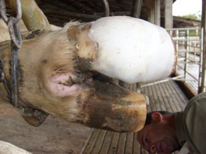 Dermatite interdigital