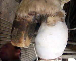 Desnivelamento entre as unhas