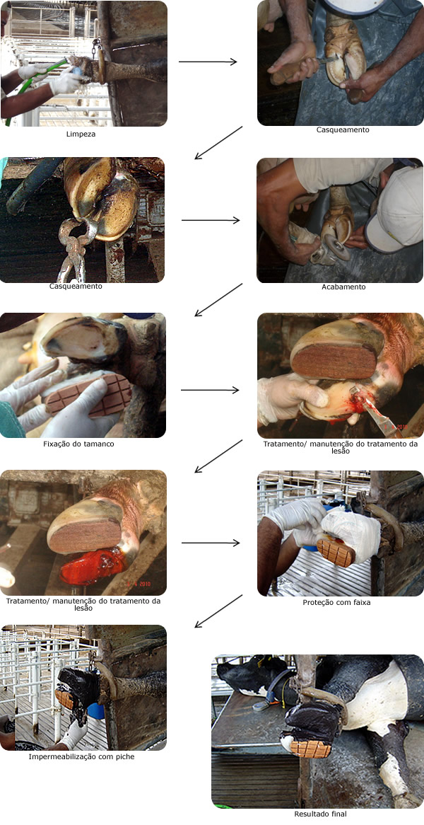 Procedimento de colocação de tamanco em gado leiteiro