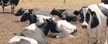 Vacas deitadas com estresse térmico