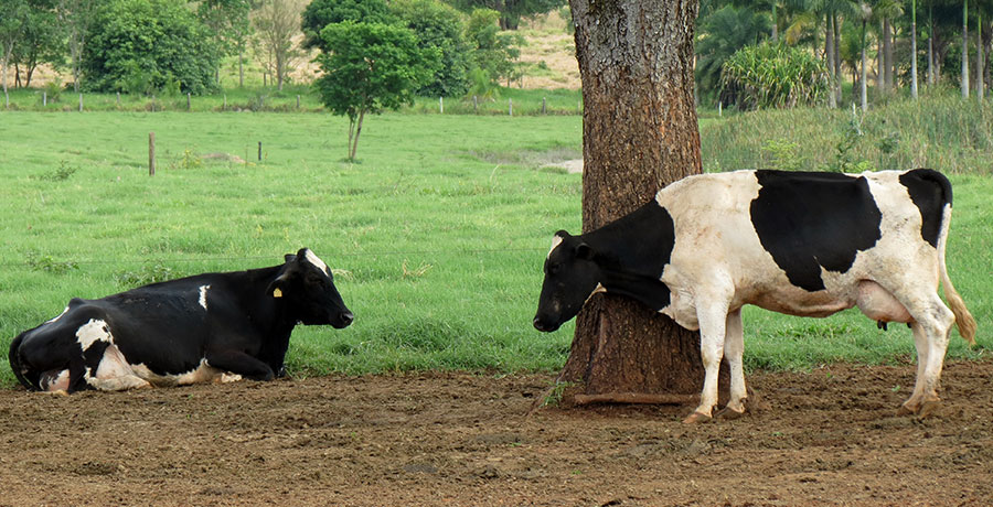 Vaca deitada descansando embaixo de uma árvore