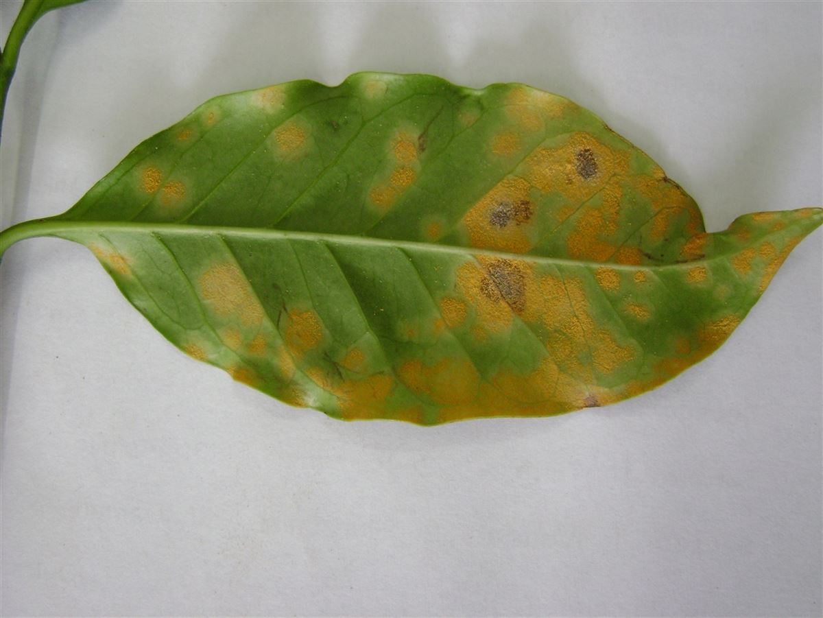 Folha com sintomas de ferrugem do cafeeiro