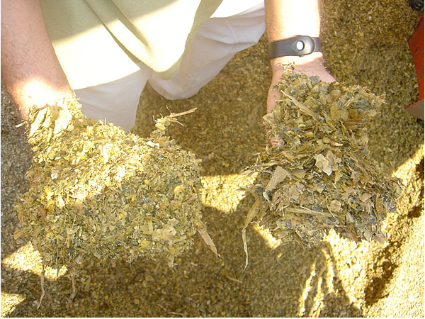 Fibra para dieta de bovinos leiteiros