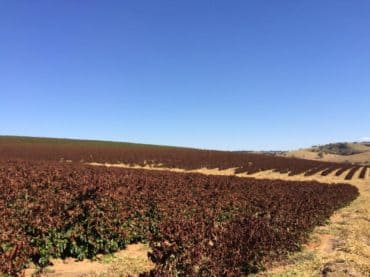 Lavoura de café após a geada