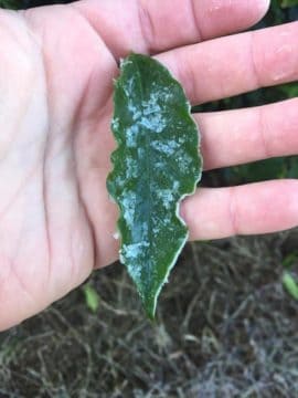 Geada Branca em Folha de Café