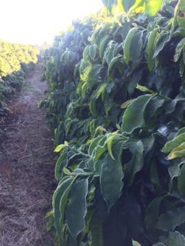 Cafeeiro com entrelinha mantida no limpo