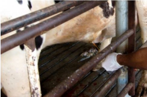 Bovino recebendo tratamento com medicamento