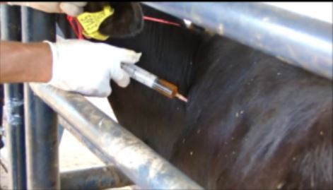 injeção em gado - umas das formas de tratamentos bovinos