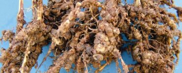 Análise nematológica