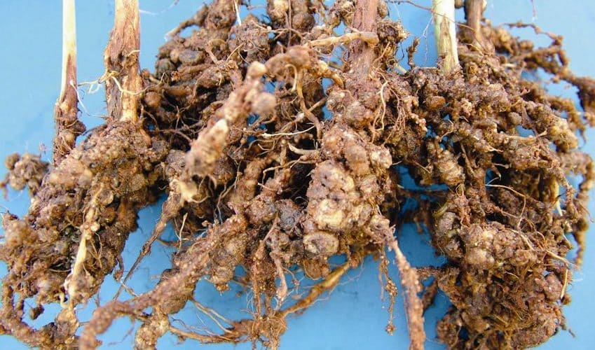 Análise nematológica