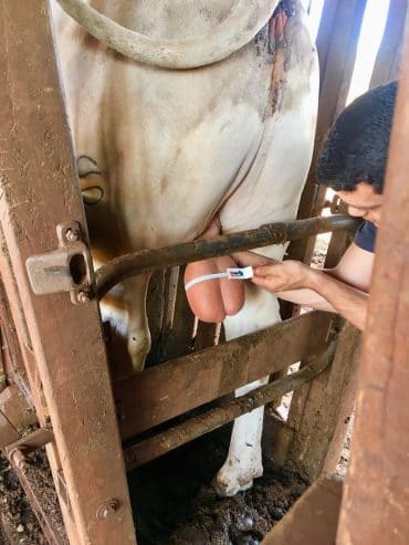 Medição do perímetro escrotal