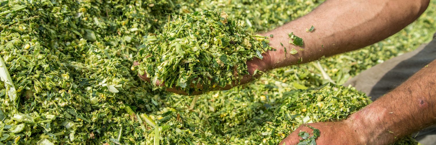 silagem para bovinos leiteiros