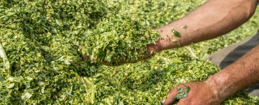 silagem para bovinos leiteiros