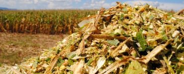 silagem-de-milho-qualidade