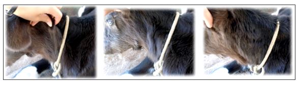 Avaliação de hidratação sendo feita em um bezerro