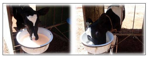 Bezerros tomando soro oral