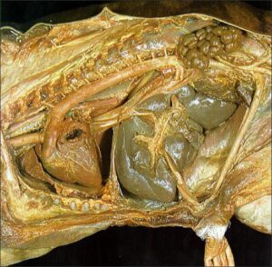 Umbigo dos bezerros visto por dentro