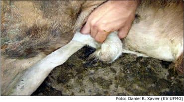 Hérnias presentes no umbigo do bezerro