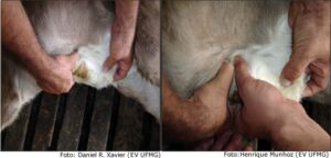 Inflamação umbilical de bezerro