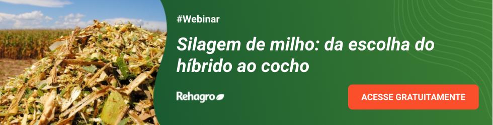 Webinar silagem de milho