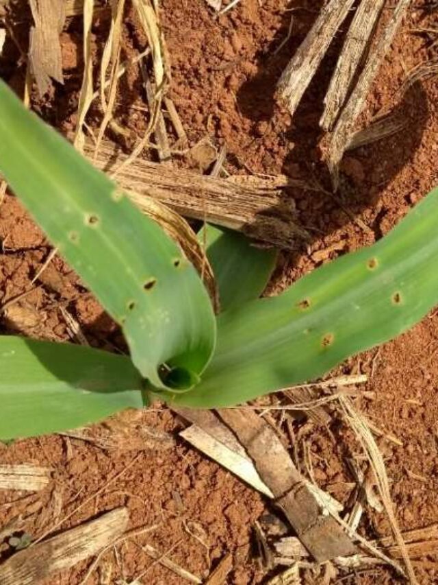 Percevejo do milho: como controlar e evitar danos?