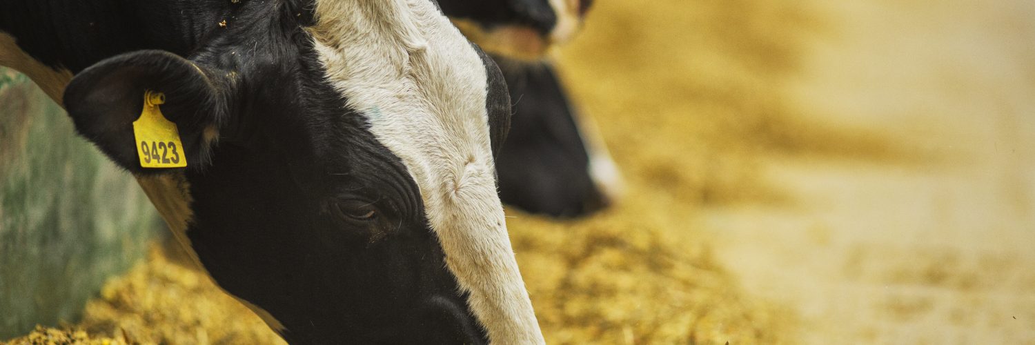 nutrição de bovinos leiteiros