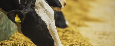 nutrição de bovinos leiteiros