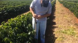 Utilização de um penetrômetro para medir a compactação do solo