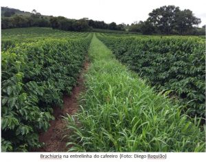 braquiária na entrelinha do cafeeiro