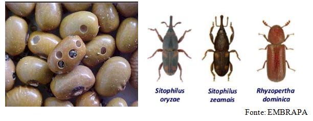 Exemplos de pragas primárias