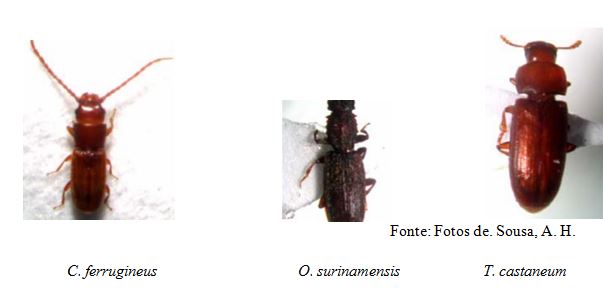 Exemplos de pragas secundárias