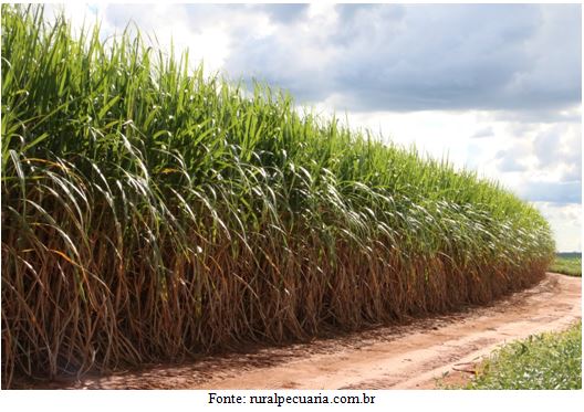 Plantação de cana-de-açúcar