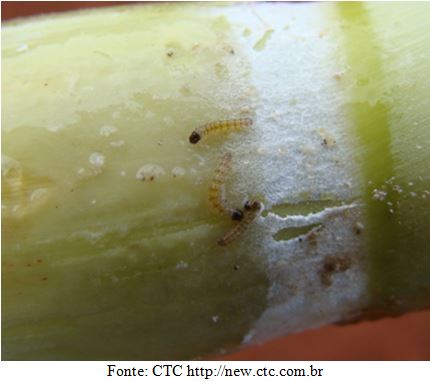 Lagarta da broca da cana-de-açúcar