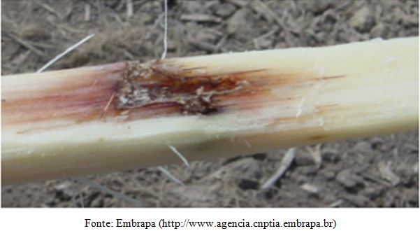 Broqueamento da cana causado pela lagarta da broca